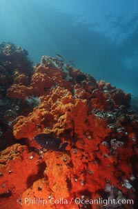 Encrusting sponges cover rocky reef, Albany, James Island