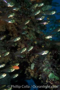 Orange-lined cardinalfish, schooling under reef shelf, Archamia fucata, Egyptian Red Sea