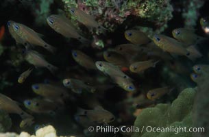 Orange-lined cardinalfish, schooling under reef shelf, Archamia fucata, Egyptian Red Sea