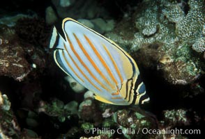 Ornate butterflyfish, Chaetodon ornatissimus, Maui