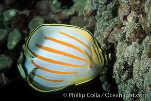 Ornate butterflyfish foraging on coral reef, Chaetodon ornatissimus, Maui