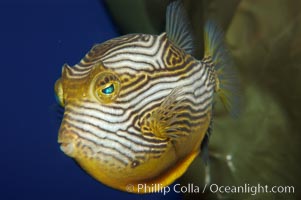 Ornate cowfish, male coloration, Aracana ornata