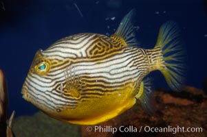 Ornate cowfish, male coloration, Aracana ornata