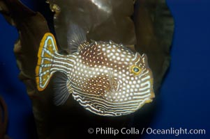 Ornate cowfish, female coloration, Aracana ornata