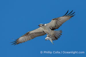 Osprey in Flight with Fish Prey, Fort De Soto, Florida, Pandion haliaetus, Fort De Soto Park, St. Petersburg