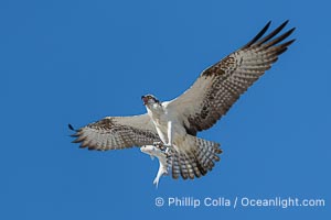 Osprey in Flight with Fish Prey, Fort De Soto, Florida, Pandion haliaetus, Fort De Soto Park, St. Petersburg