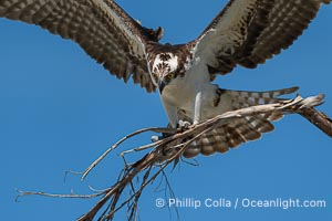 Osprey in Flight with Nesting Material, Fort De Soto, Florida, Pandion haliaetus, Fort De Soto Park, St. Petersburg