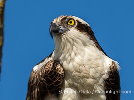 Osprey, Fort De Soto, Florida, Pandion haliaetus, Fort De Soto Park, St. Petersburg