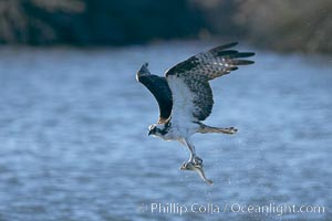 Osprey catches a small fish from a lagoon, Pandion haliaetus, Bolsa Chica State Ecological Reserve, Huntington Beach, California