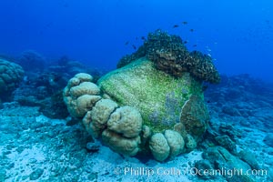 Enormous Porites lobata coral head, overturned by storm surge, Clipperton Island, Porites lobata