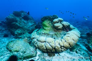 Enormous Porites lobata coral head, overturned by storm surge, Clipperton Island, Porites lobata