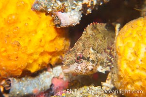 Painted greenling, Oxylebius pictus