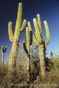 Cardon cactus, near La Paz, Baja California, Mexico.  Known as the elephant cactus or Mexican giant cactus, cardon is largest cactus in the world and is endemic to the deserts of the Baja California peninsula.  Some specimens of cardon have been measured over 21m (70) high.  These slow-growing plants live up to 300 years and can weigh 25 tons.  Cardon is often mistaken for the superficially similar saguaro of Arizona and Sonora, but the saguaro does not occupy Baja California, Pachycereus pringlei