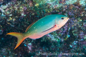 Pacific creolefish, Paranthias colonus, Sea of Cortez, Isla San Diego, Baja California, Mexico