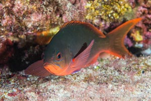 Pacific creolefish, Paranthias colonus, Sea of Cortez, Isla San Diego, Baja California, Mexico