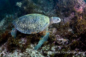 Pacific Green Sea Turtle, Chelonia mydas, grazing on marine algae, San Pedro Martir Island, Sea of Cortez, Isla San Pedro Martir, Sonora, Mexico