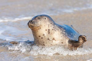 Pacific harbor seal, an sand at the edge of the sea, Phoca vitulina richardsi, La Jolla, California