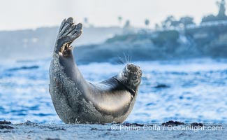 Pacific Harbor Seal at Children's Pool with La Jolla in the background