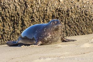 Pacific harbor seal at the Childrens Pool. La Jolla, California