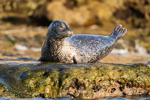 Pacific Harbor Seal Hauled on on Rocks at low tide, La Jolla's Children's Pool