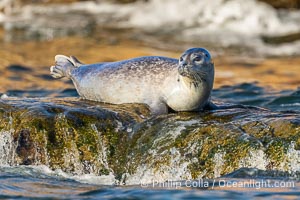 Pacific Harbor Seal Hauled on on Rocks at low tide, La Jolla's Children's Pool