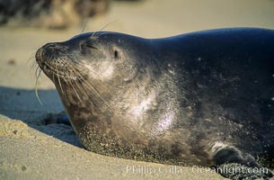 This Pacific harbor seal has an ear with no external ear flaps, marking it as a true seal and not a sea lion.  La Jolla, California.  This group of harbor seals, which has formed a breeding colony at a small but popular beach near San Diego, is at the center of considerable controversy.  While harbor seals are protected from harassment by the Marine Mammal Protection Act and other legislation, local interests would like to see the seals leave so that people can resume using the beach, Phoca vitulina richardsi