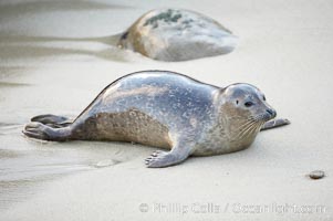 A Pacific harbor seal leaves the surf to haul out on a sandy beach.  This group of harbor seals, which has formed a breeding colony at a small but popular beach near San Diego, is at the center of considerable controversy.  While harbor seals are protected from harassment by the Marine Mammal Protection Act and other legislation, local interests would like to see the seals leave so that people can resume using the beach, Phoca vitulina richardsi, La Jolla, California