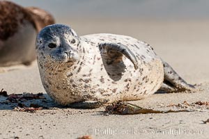 Pacific harbor seal pup, Phoca vitulina richardsi, La Jolla, California