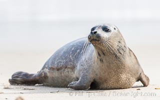 Pacific harbor seal, Phoca vitulina richardsi, La Jolla, California