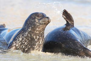 Pacific harbor seals on sandy beach at the edge of the ocean, Phoca vitulina richardsi, La Jolla, California