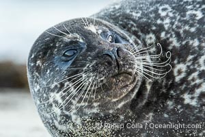 Pacific Harbor Seal in La Jolla's Children's Pool