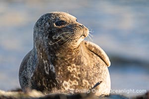 Pacific Harbor Seal in La Jolla's Children's Pool