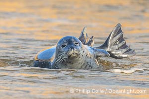 Pacific Harbor Seal in La Jolla's Children's Pool