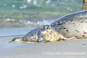 Pacific Harbor Seal Mother and Pup on the Beach in San Diego. They will remain close for four to six weeks until the pup is weaned from its mother's milk, Phoca vitulina richardsi, La Jolla, California