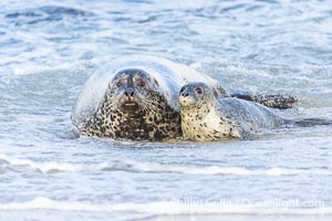 Pacific Harbor Seal Mother and Pup on the Beach in San Diego. They will remain close for four to six weeks until the pup is weaned from its mother's milk, Phoca vitulina richardsi, La Jolla, California