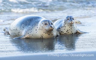 Pacific Harbor Seal Mother and Pup on the Beach in San Diego. They will remain close for four to six weeks until the pup is weaned from its mother's milk, Phoca vitulina richardsi, La Jolla, California