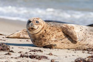 Pacific harbor seal, Phoca vitulina richardsi, La Jolla, California