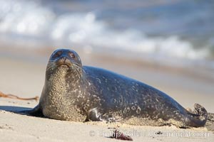 A Pacific harbor seal hauls out on a sandy beach.  This group of harbor seals, which has formed a breeding colony at a small but popular beach near San Diego, is at the center of considerable controversy.  While harbor seals are protected from harassment by the Marine Mammal Protection Act and other legislation, local interests would like to see the seals leave so that people can resume using the beach, Phoca vitulina richardsi, La Jolla, California