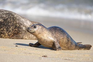 Pacific harbor seal, juvenile, Childrens Pool, Phoca vitulina richardsi, La Jolla, California