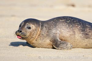 Pacific harbor seal, juvenile, rudely sticks out tongue at photographer, Childrens Pool, Phoca vitulina richardsi, La Jolla, California