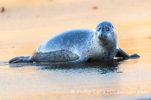 Pacific harbor seal profile portrait on wet gold-colored sandy beach at sunrise in La Jolla