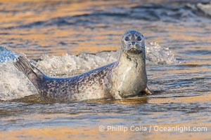 Pacific harbor seal profile portrait on wet gold-colored sandy beach at sunrise in La Jolla