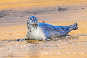 Pacific harbor seal profile portrait on wet gold-colored sandy beach at sunrise in La Jolla