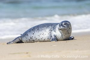 Pacific Harbor Seal Pup About Three Weeks Old, hauled out on a white sand beach along the coast of San Diego. This young seal will be weaned off its mothers milk and care when it is about four to six weeks old, and before that time it must learn how to forage for food on its own, a very difficult time for a young seal, Phoca vitulina richardsi, La Jolla, California