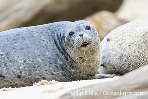 A young Pacific Harbor Seal pup nursing.  Mother harbor seals will only nurse their pups for about four to six weeks, at which point the small seal is weaned and must begin to forage and fend for itself.  That short period of time is crucial for the young seal to learn how to hunt, socialize and swim, Phoca vitulina richardsi, La Jolla, California