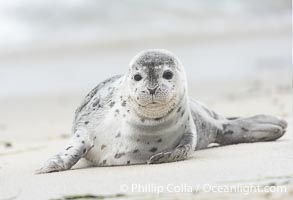 Pacific Harbor Seal Pup in La Jolla About Three Weeks Old, hauled out on a white sand beach along the coast of San Diego. This young seal will be weaned off its mothers milk and care when it is about four to six weeks old, and before that time it must learn how to forage for food on its own, a very difficult time for a young seal, Phoca vitulina richardsi