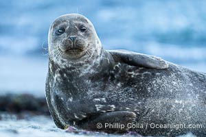 Pacific harbor seal in shallow water, on sand at the edge of the sea, La Jolla, California