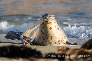 Pacific harbor seal in shallow water, on sand at the edge of the sea, La Jolla, California