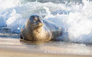 Pacific harbor seal in shallow water, on sand at the edge of the sea, La Jolla, California