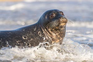 Pacific harbor seal in shallow water, on sand at the edge of the sea, La Jolla, California